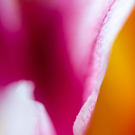 Tulip abstract by Julia Strube - graphics