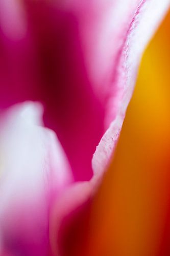 Tulip abstract