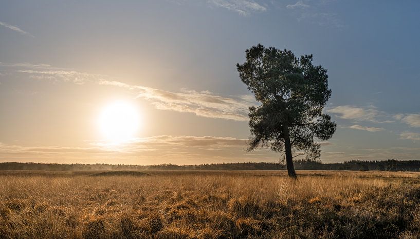 Sunrise on the Regte Heide by GoirlebyMurat