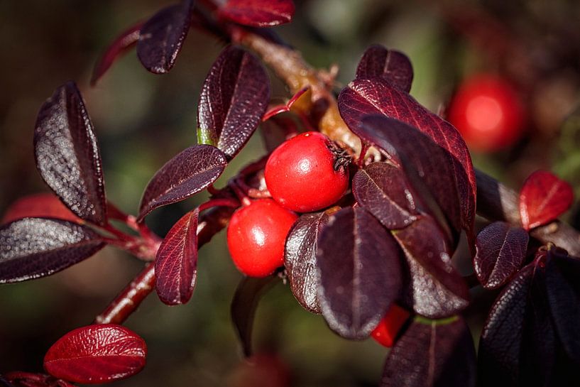 Beeren von Rob Boon