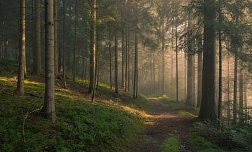 Forest walk by Guido de Kleijn