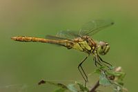 Mooie groene libelle