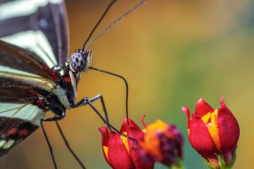 Close-up van grote vlinder op een bloem van Daniel Pahmeier