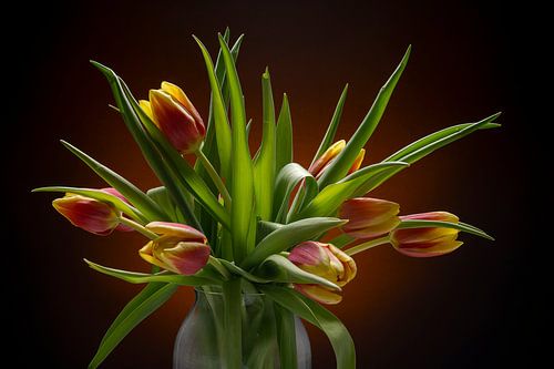 Tulipes