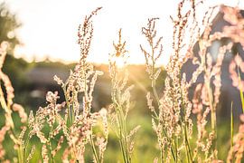 In de zon by Bjorn Cornelissen