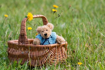 Teddybeer in een mandje by Anja van Zijl