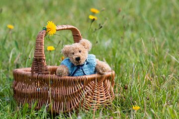 Teddybeer in een mandje van Anja van Zijl