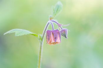 Das schöne Nickende Nagelkraut im Garten