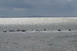 Meer, Robben und Sonne