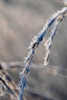 Plätschern auf einem Ast nach einer kalten Winternacht
