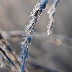Rijpafzetting op een tak na een koude winternacht van Robin Verhoef