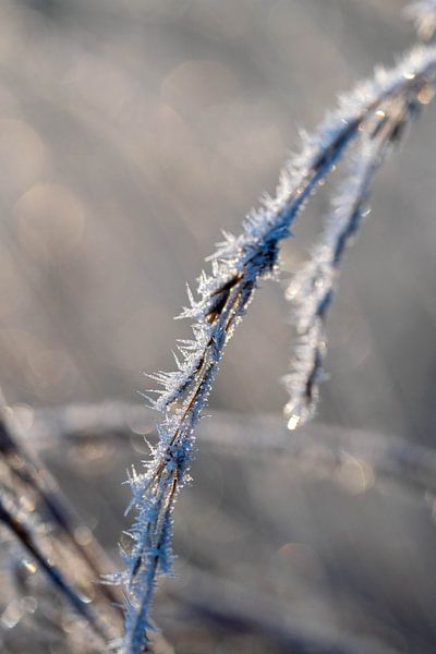 Ondulation sur une branche après une nuit d'hiver froide par Robin Verhoef