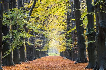 Automne hollandais ! Magnifique allée d'arbres dans la forêt d'Amerong ! sur Peter Haastrecht, van