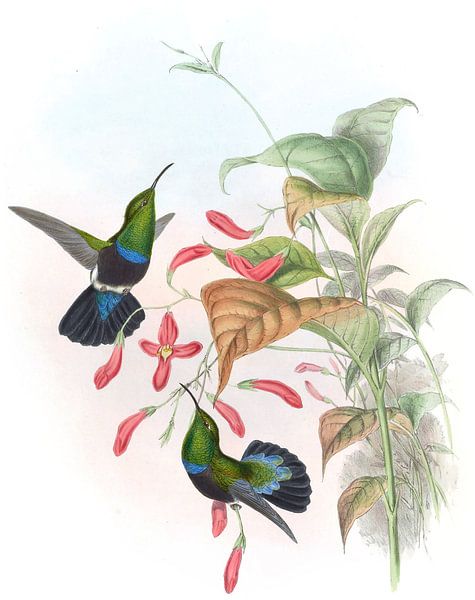 Carib à poitrine verte d'herbe, John Gould par Hummingbirds