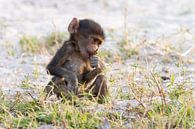 Bébé babouin par Angelika Stern Aperçu