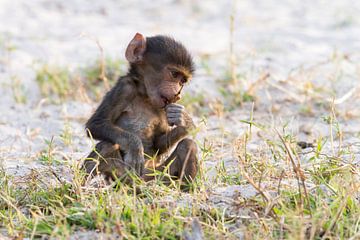 Baboon Baby by Angelika Stern