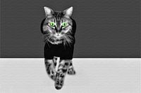 Un chat cool aux yeux verts se promène sur la toile