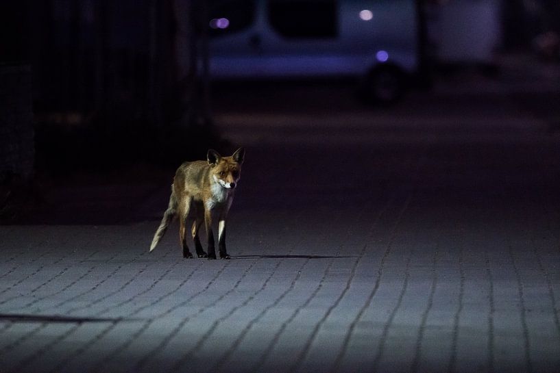 Fuchs in der Nacht. von Danny Slijfer Natuurfotografie