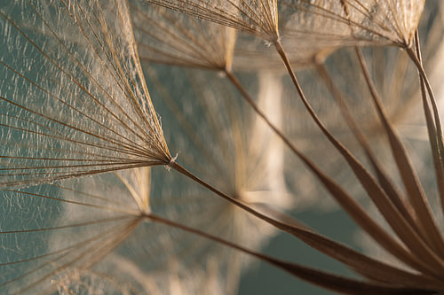 De goudenbruine lijnen - Licht valt op de pluisjes van een Tragopogon van Marjolijn van den Berg