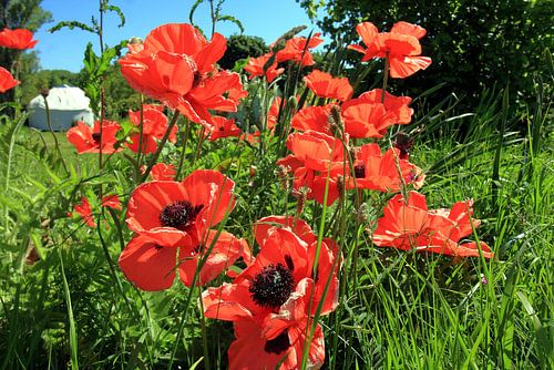 Champ de coquelicots rouges