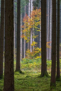 Autumn with fog in forest. Deciduous tree in clearing around coniferous forest