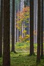 Autumn with fog in forest. Deciduous tree in clearing around coniferous forest by Daniel Pahmeier thumbnail