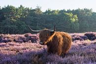Schotse Hooglander op de Paarse Heide van Charlene van Koesveld thumbnail