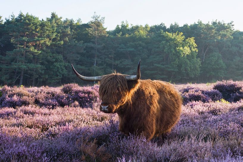Schotse Hooglander op de Paarse Heide van Charlene van Koesveld