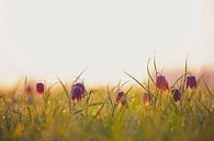 Kievitsbloemen in een weiland tijdens een mooie voorjaars zonopkomst van Sjoerd van der Wal thumbnail