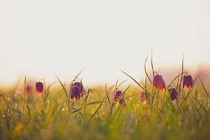 Schachblume auf einer Wiese während eines schönen Sonnenaufgangs im Frühling