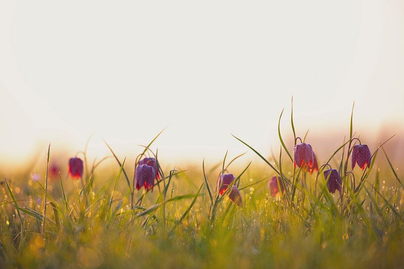 Kievitsbloemen in een weiland tijdens een mooie voorjaars zonopkomst van Sjoerd van der Wal