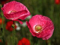 twee roze klaprozen