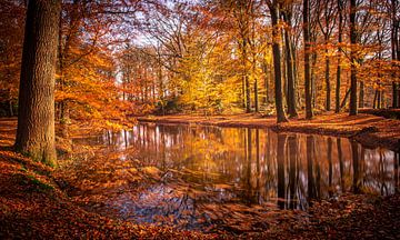 Gouden herfst ( Golden autumn ) van Henk v Hoek