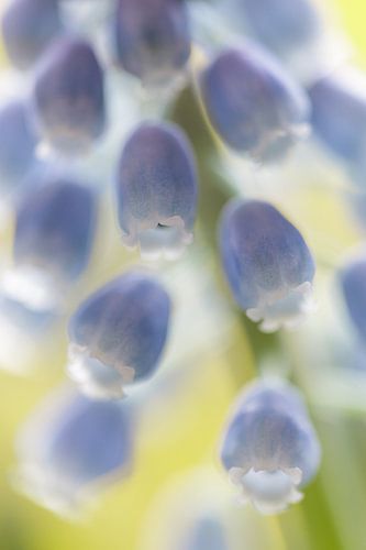 Blauwe druifjes