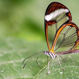 Glasswing butterfly by Eva Bos