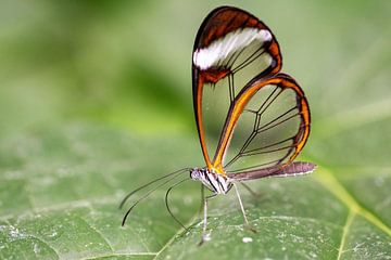 Glasswing butterfly by Eva Bos