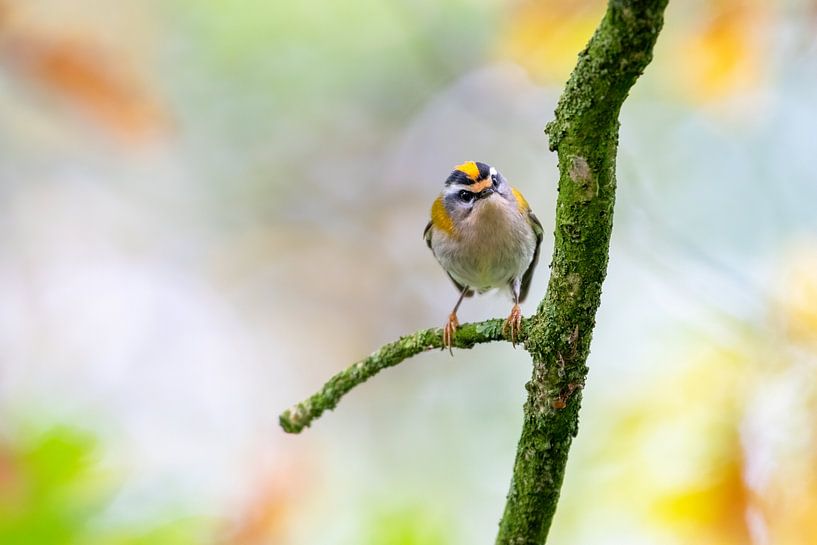 Fire goldenrod by Christien van der Veen Fotografie