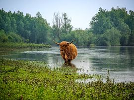 Scottish Highlander, standing in the water by Sander Korvemaker