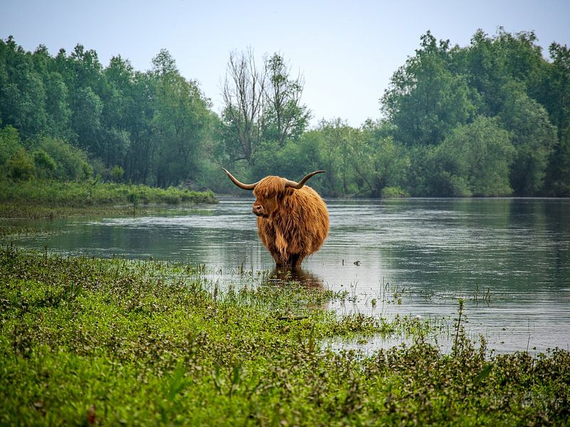Schottischer Highlander, im Wasser stehend von Sander Korvemaker