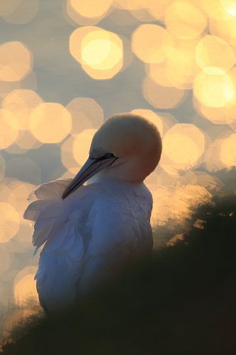 Jan-van-genten Helgoland Eiland Duitsland