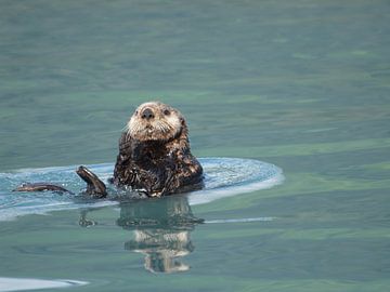 Otter Kenai Fjords NP - Alaska  von Tonny Swinkels