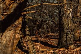 Century-old trees by Geert Van Baelen