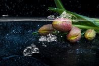 tulips by Tilo Grellmann thumbnail