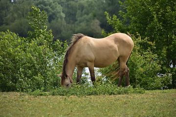 Ein grasendes Konik-Pferd von Jurjen Jan Snikkenburg