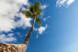 Palmboom van Tilo Grellmann