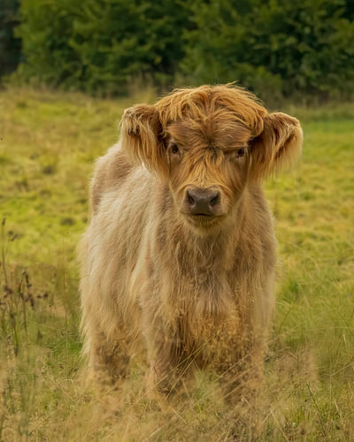 Scottish Highland cattle