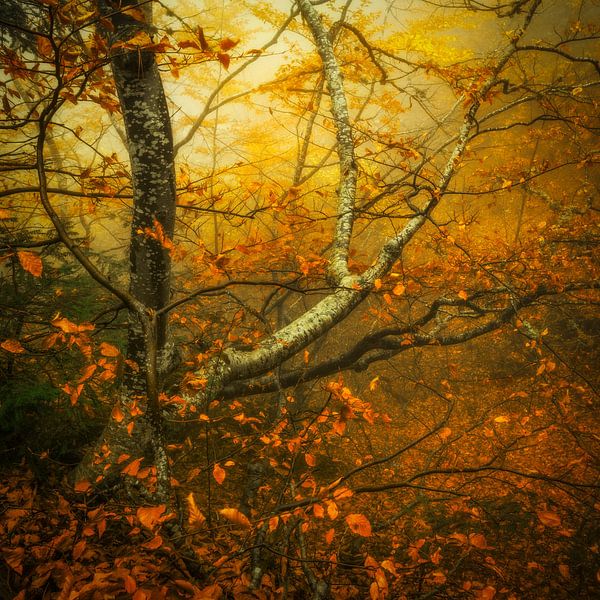 a Walk in the Woods by Marja van den Hurk