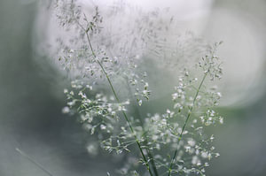 feines Gras im Wald