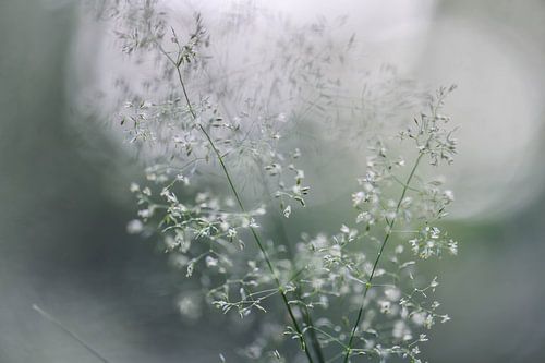 fine grass in the forest