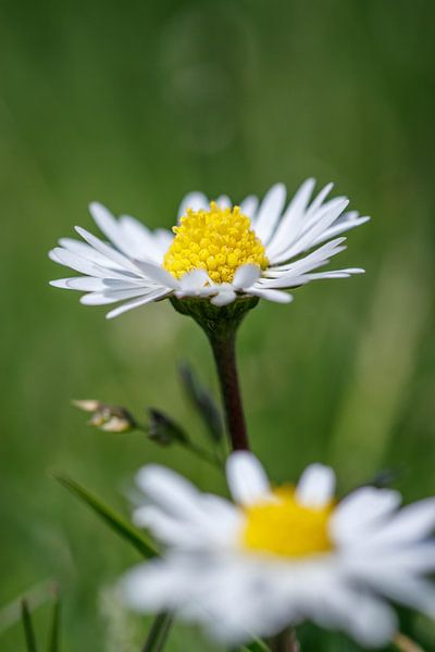 Gänseblümchen von Laura Vollering